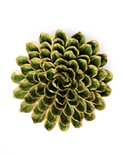 Avocado Green Zinnia ceramic wall flower   — English Garden collection — designed in Toronto by Chive Studio