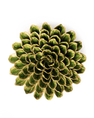 EG20 Avocado Green Unicorn Zinnia - Chive Ceramics Studio - Ceramic Flowers - Chive Ceramics Studio