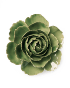 EG30 Jade Green English Rose - Chive Ceramics Studio - Ceramic Flowers - Chive Ceramics Studio