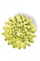 Green Mum ceramic wall flower  — English Garden collection — designed in Toronto by Chive Studio
