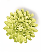 Yellow Green Pompom Mum - Chive Ceramics Studio - Ceramic Flowers - Chive Ceramics Studio
