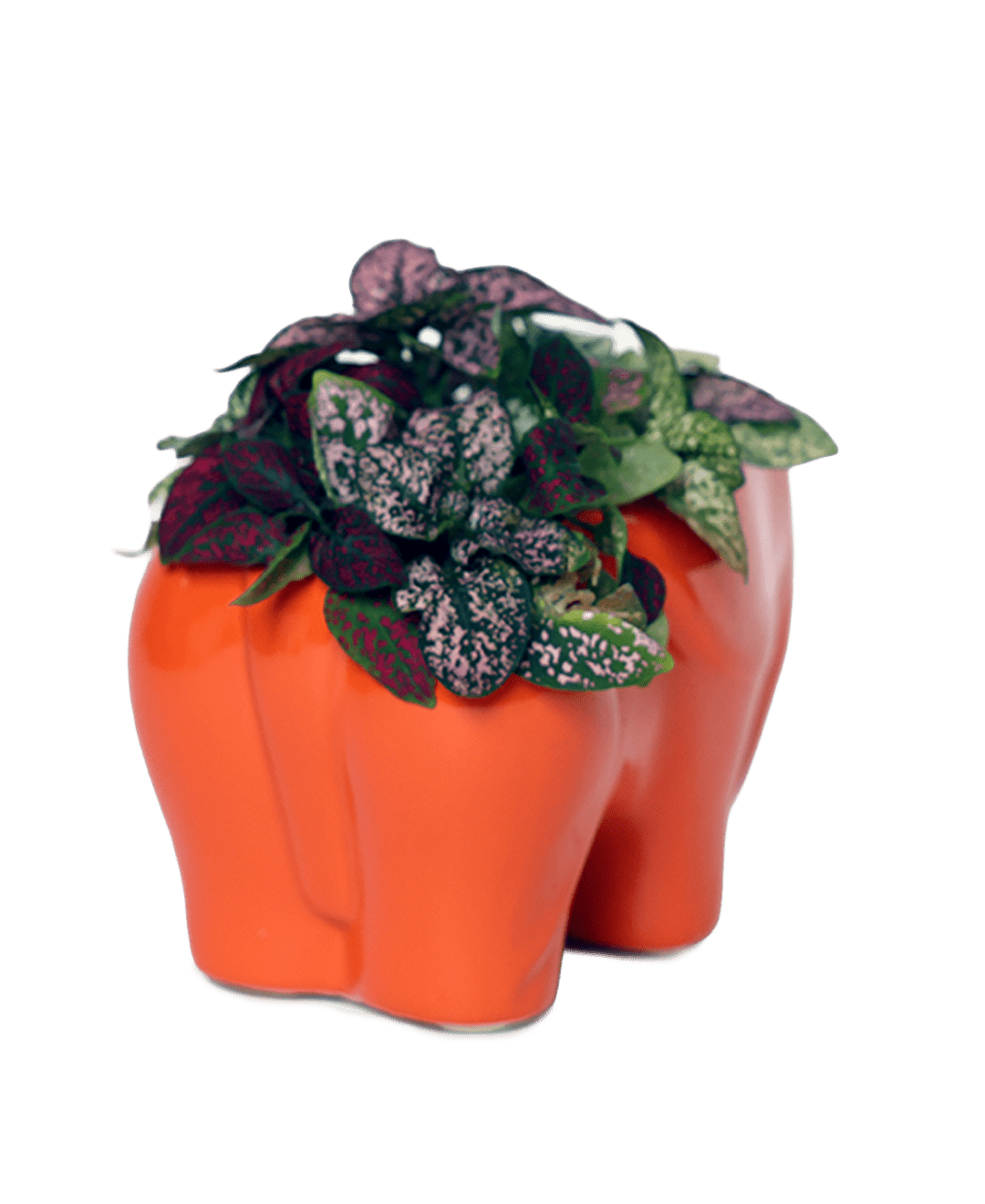 Elephant Ceramic Indoor Plant Pot For Succulents - Chive Ceramics Studio - Pots - Chive Ceramics Studio
