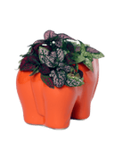 Elephant Ceramic Indoor Plant Pot For Succulents - Chive Ceramics Studio - Pots - Chive Ceramics Studio