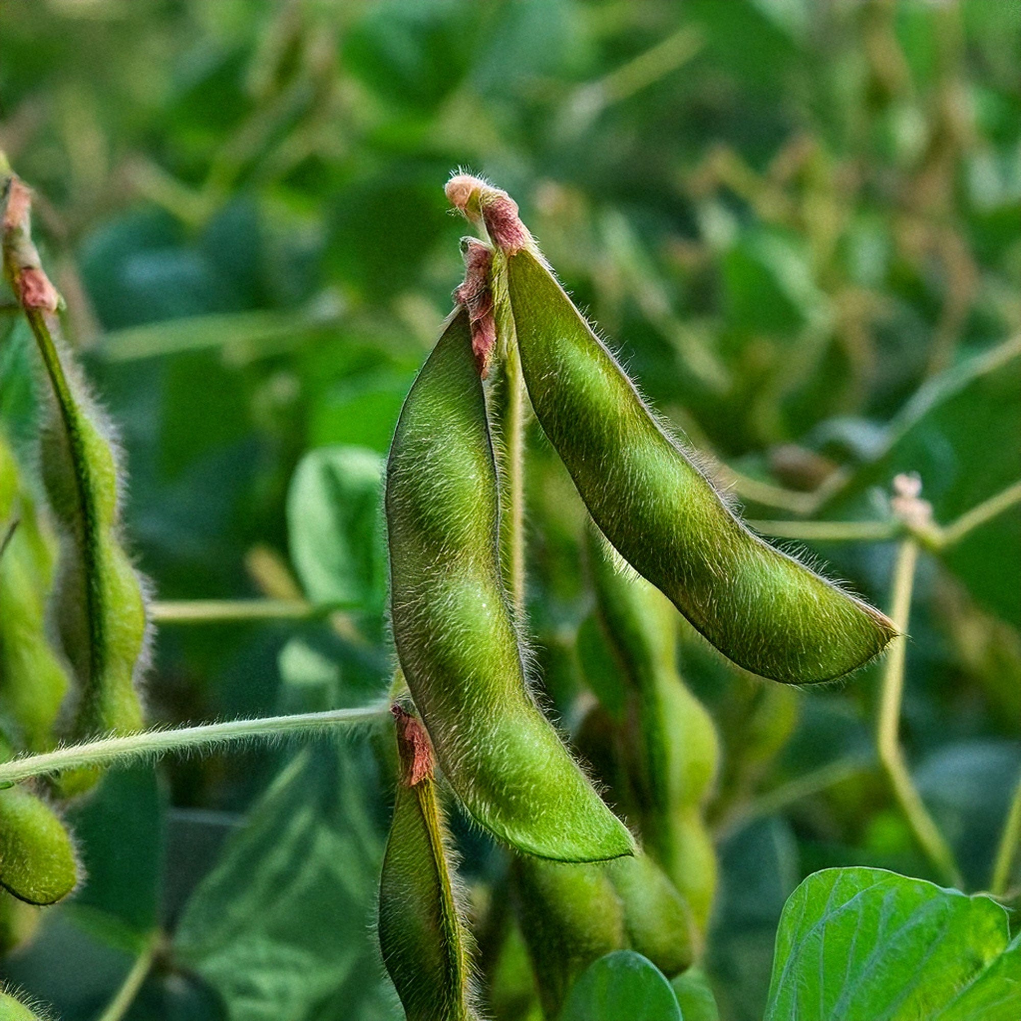organic edamame seeds for planting Edamame Vegetable Seeds | Non-GMO, Vacuum-Sealed