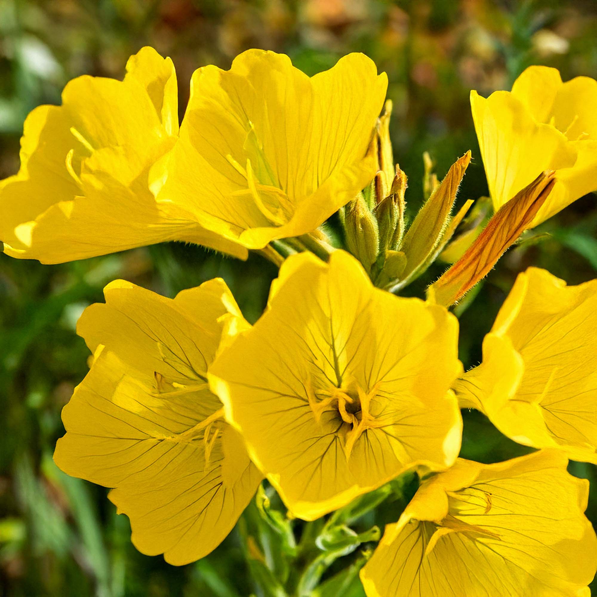 Close-up of bright yellow evening flowers with green stems and leaves in a natural outdoor setting - Shido Seeds/