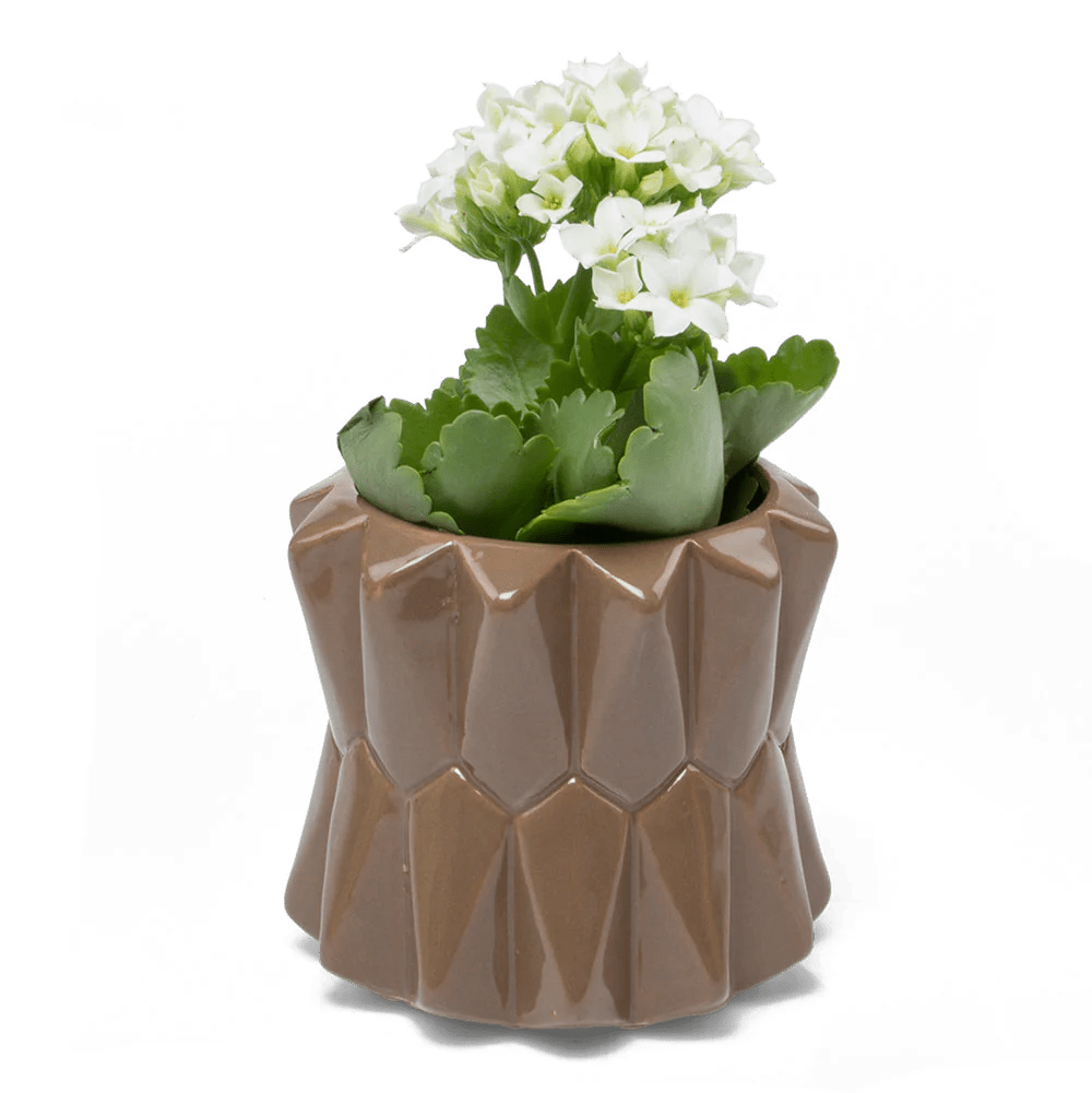 Fang Ceramic Modern Planter For Succulents - Chive Ceramics Studio - Pots - Chive Ceramics Studio