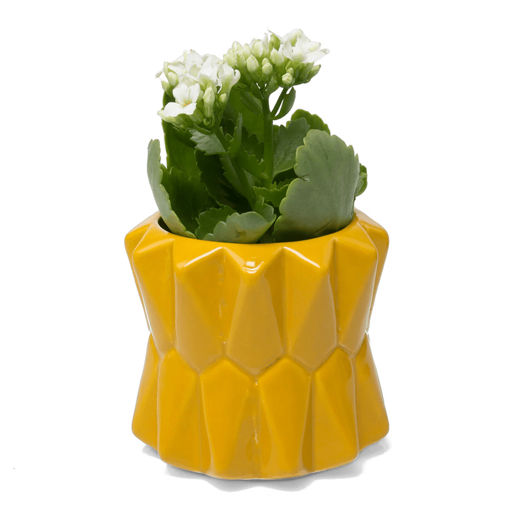 Fang Ceramic Modern Planter For Succulents - Chive Ceramics Studio - Pots - Chive Ceramics Studio