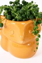 Fox Ceramic Indoor Plant Pot For Succulents - Chive Ceramics Studio - Pots - Chive Ceramics Studio