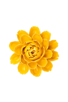 Burnt Yellow Empire Cabbage Flower - Chive Ceramics Studio - Ceramic Flowers - Chive Ceramics Studio