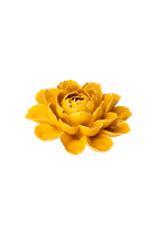 Burnt Yellow Empire Cabbage Flower - Chive Ceramics Studio - Ceramic Flowers - Chive Ceramics Studio