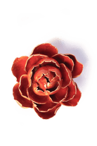 Orange Yellow Gay Paree Peony - Chive Ceramics Studio - Ceramic Flowers - Chive Ceramics Studio