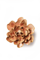 May Birth Flower - Carnation - Chive Ceramics Studio - Ceramic Flowers - Chive Ceramics Studio