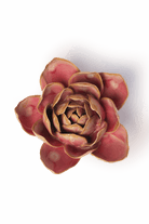 Rose Quartz Pink Narcissus - Chive Ceramics Studio - Ceramic Flowers - Chive Ceramics Studio