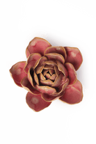 Rose Quartz Pink Narcissus - Chive Ceramics Studio - Ceramic Flowers - Chive Ceramics Studio