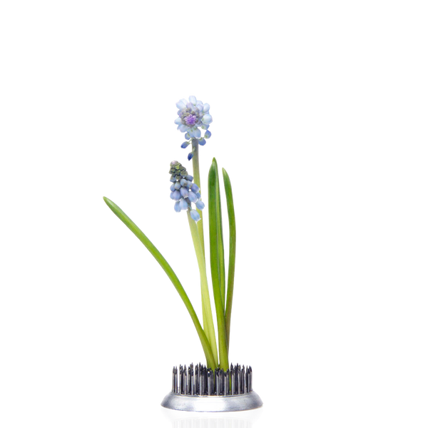 FROGMD-1_grande.png?v=1740511193