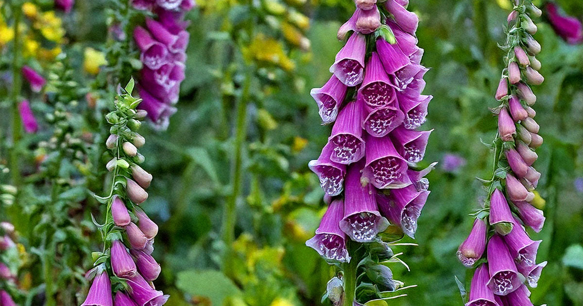 Foxglove Flower Seeds | Non-GMO, Vacuum-Sealed | Shido
