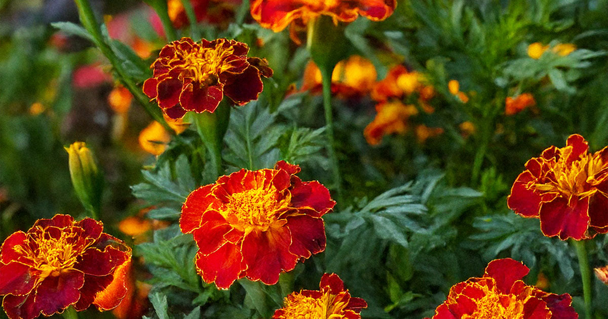 pink french marigold seeds French Marigold Flower Seeds | Non-GMO, Vacuum-Sealed