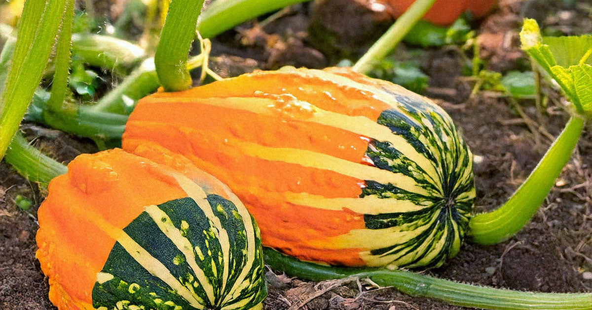 Funky Squash seeds growing in garden — Shido Seeds by Chive Studio Toronto