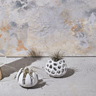 White Giant Grass ceramic pot with air plant — handmade by Chive Studio Toronto