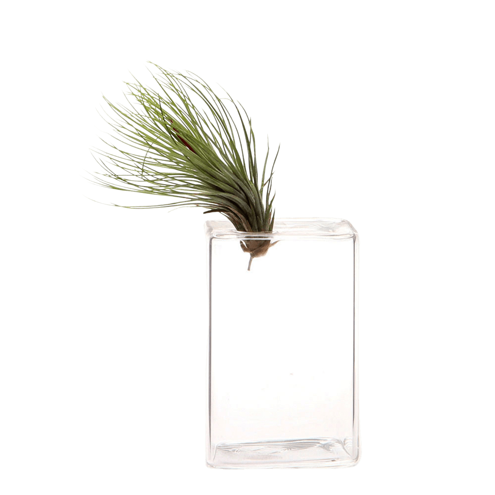 Cube Glass Modern Clear Flower Vase - Chive Ceramics Studio - Vases - Chive Ceramics Studio