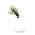 Cube Glass Modern Clear Flower Vase - Chive Ceramics Studio - Vases - Chive Ceramics Studio