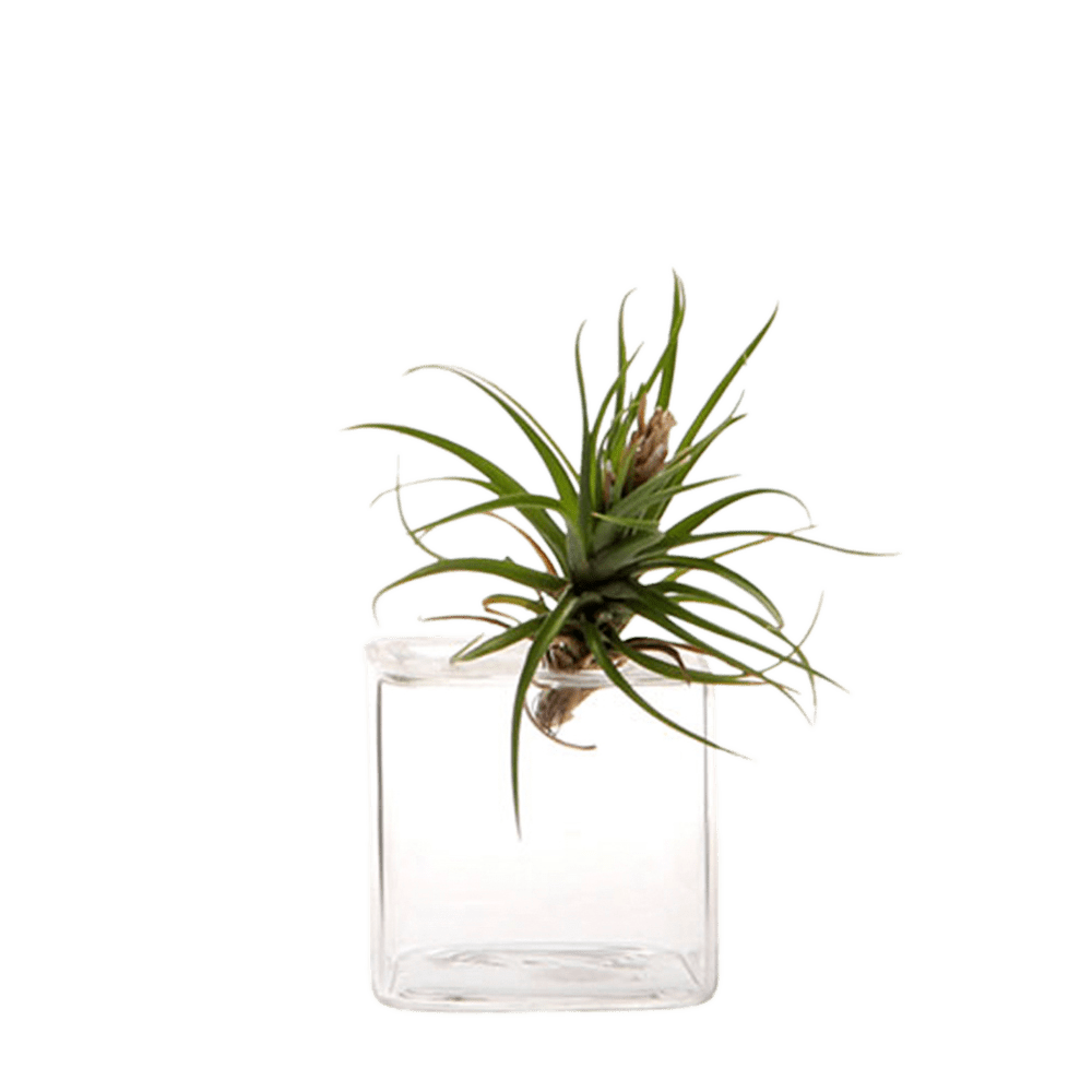 Cube Glass Modern Clear Flower Vase - Chive Ceramics Studio - Vases - Chive Ceramics Studio