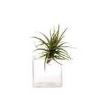 Cube Glass Modern Clear Flower Vase - Chive Ceramics Studio - Vases - Chive Ceramics Studio