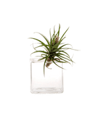 Cube Glass Modern Clear Flower Vase - Chive Ceramics Studio - Vases - Chive Ceramics Studio