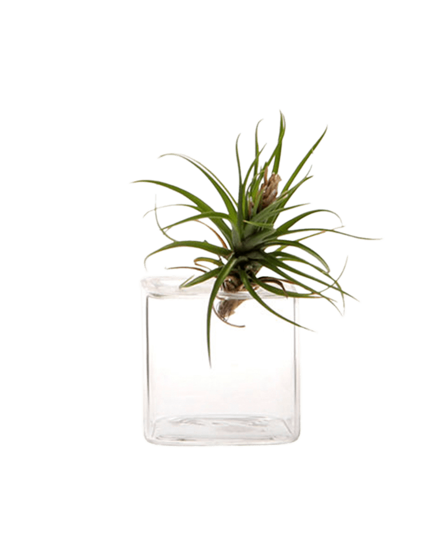 Cube Glass Modern Clear Flower Vase - Chive Ceramics Studio - Vases - Chive Ceramics Studio