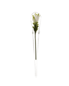 Window Cone Glass Modern Clear Flower Vase - Chive Ceramics Studio - Vases - Chive US