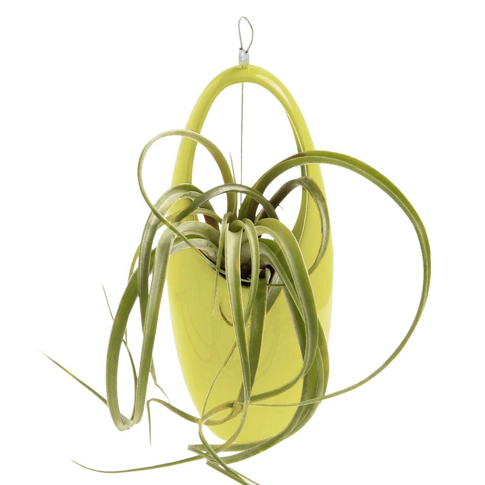 Hanging Aerium Ceramic For Succulents & Ikebana - Chive Ceramics Studio - Pots - Chive US