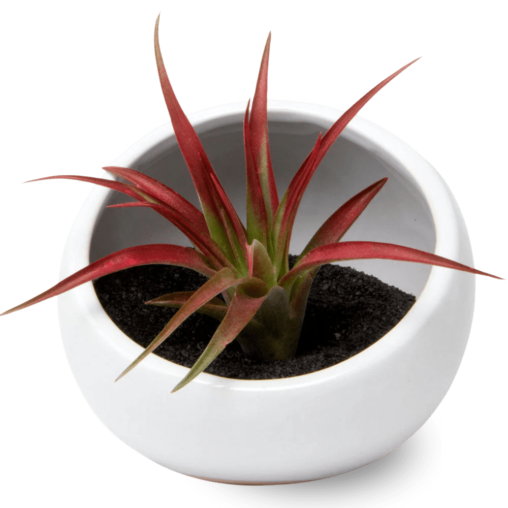 Half Moon Ceramic Terrarium Bowl - Chive Ceramics Studio - Pots - Chive US