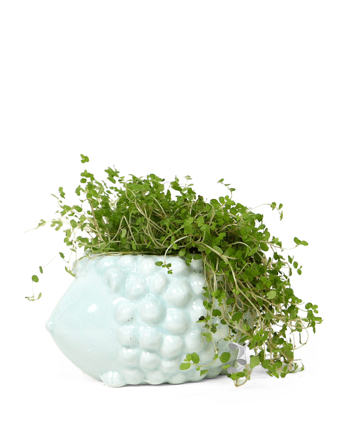 Hedgehog Ceramic Indoor Plant Pot For Succulents - Chive Ceramics Studio - Pots - Chive US