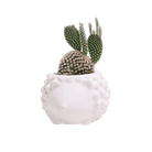 Hedgehog Ceramic Indoor Plant Pot For Succulents - Chive Ceramics Studio - Pots - Chive US