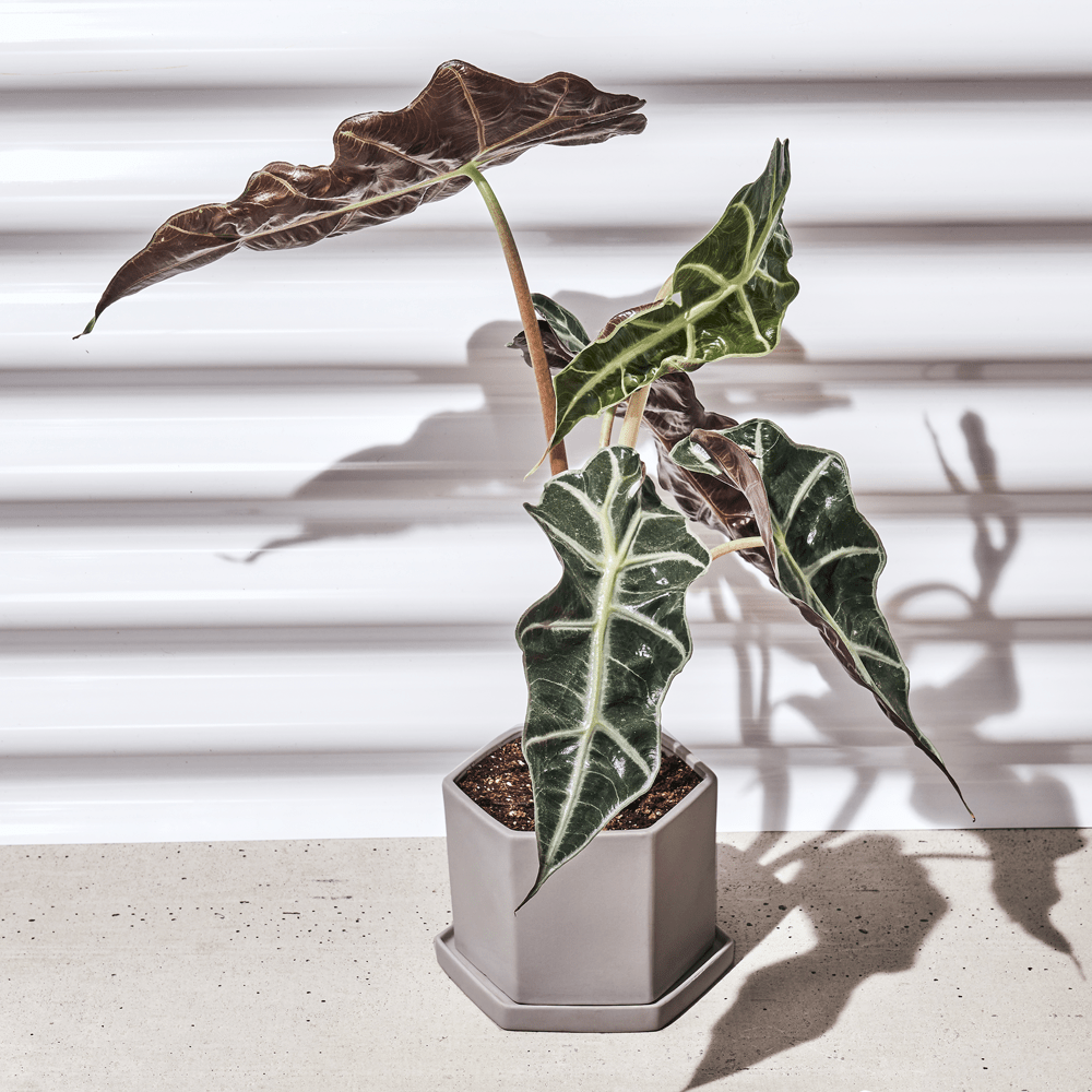 Hexi Porcelain Pot With Drainage Hole - Chive Ceramics Studio - Pots - Chive Ceramics Studio