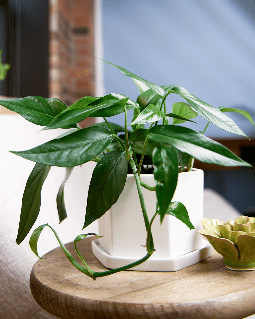 Hexi Porcelain Pot With Drainage Hole - Chive Ceramics Studio - Pots - Chive Ceramics Studio