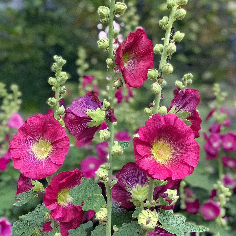 Close-up of pink Hollyhock flowers with green leaves in a garden setting - Shido Seeds