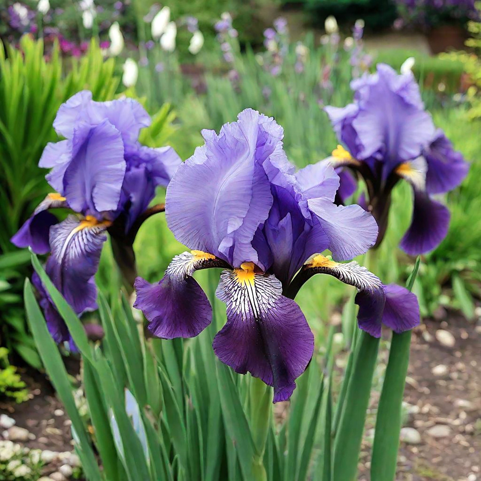 herbicide safe for irises Iris Flower Seeds | Non-GMO, Vacuum-Sealed