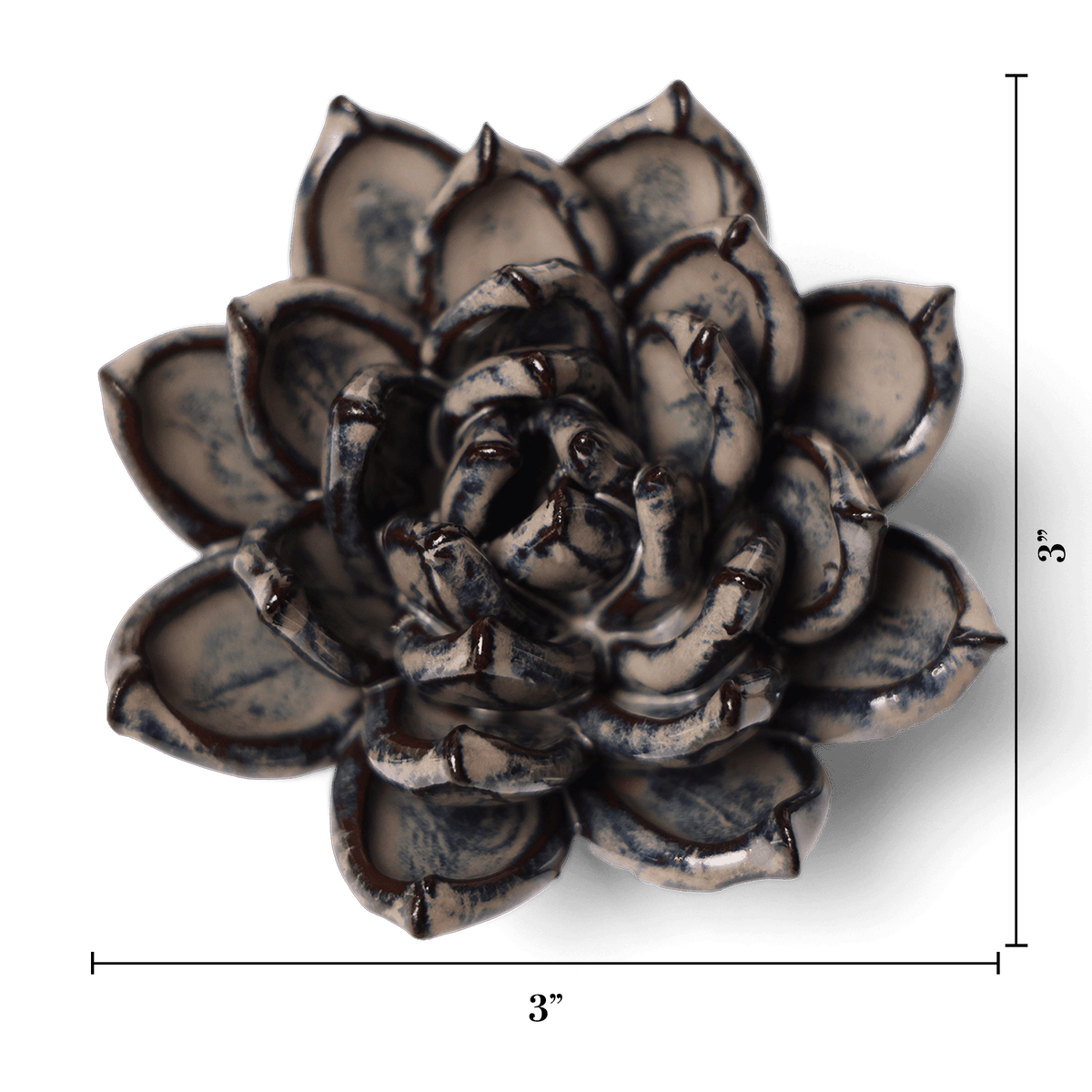 46th Anniversary Gift | Latte Lola Echeveria | Chive