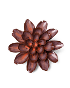 Peach Mocha Cornflower - Chive Ceramics Studio - Ceramic Flowers - Chive Ceramics Studio