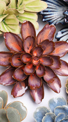 Peach Mocha Cornflower - Chive Ceramics Studio - Ceramic Flowers - Chive Ceramics Studio