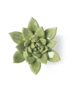 JA20 Pea Green Ghost Succulent - Chive Ceramics Studio - Ceramic Flowers - Chive Ceramics Studio