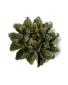 Avocado Green Sorbet Peony ceramic wall flower  — Japan collection — designed in Toronto by Chive Studio