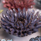 Ceramic Flower Japan Curated Collection #14 - Chive Ceramics Studio - Ceramic Flower Sets - Chive Ceramics Studio