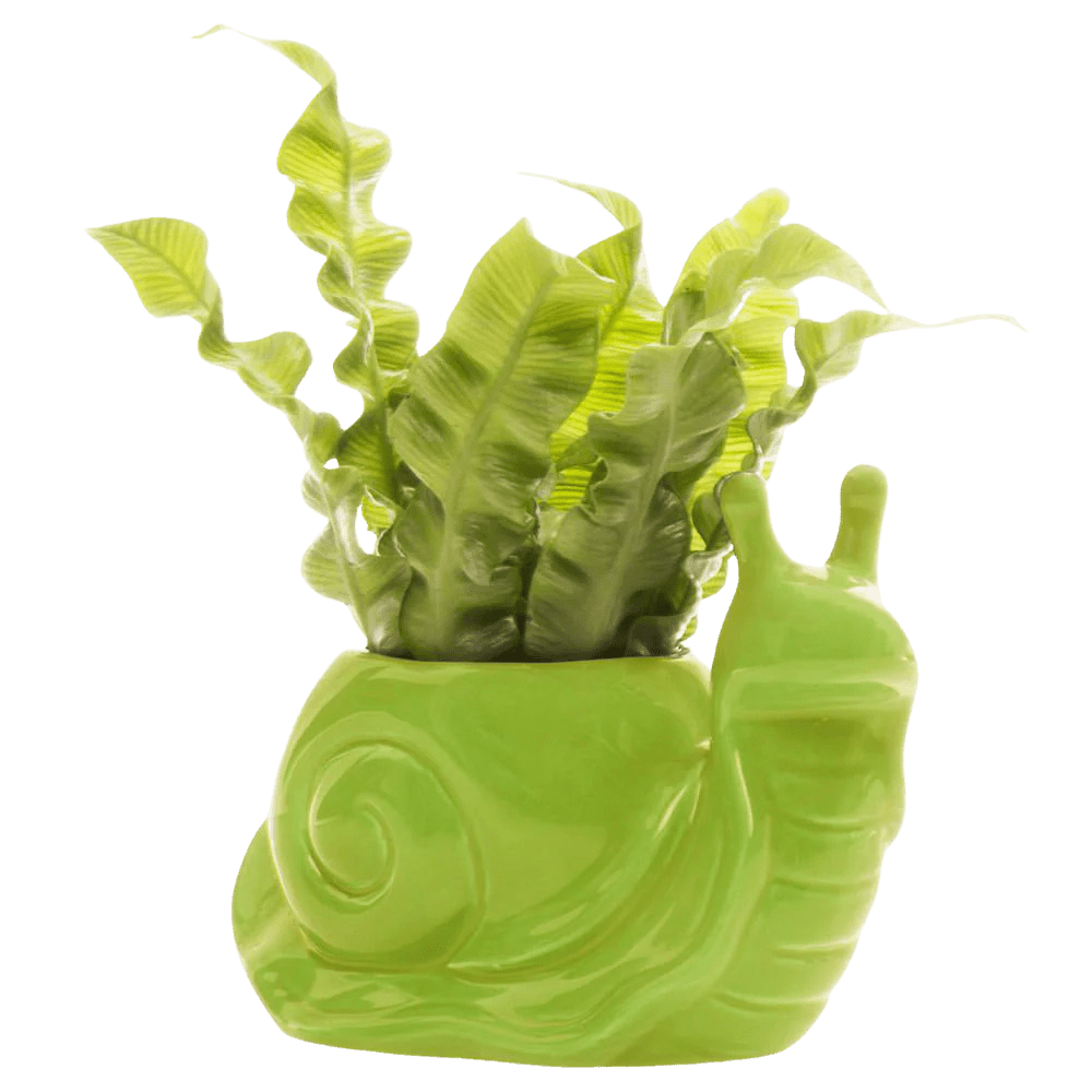 Snail Ceramic Indoor Plant Pot For Succulents - Chive Ceramics Studio - Pots - Chive US