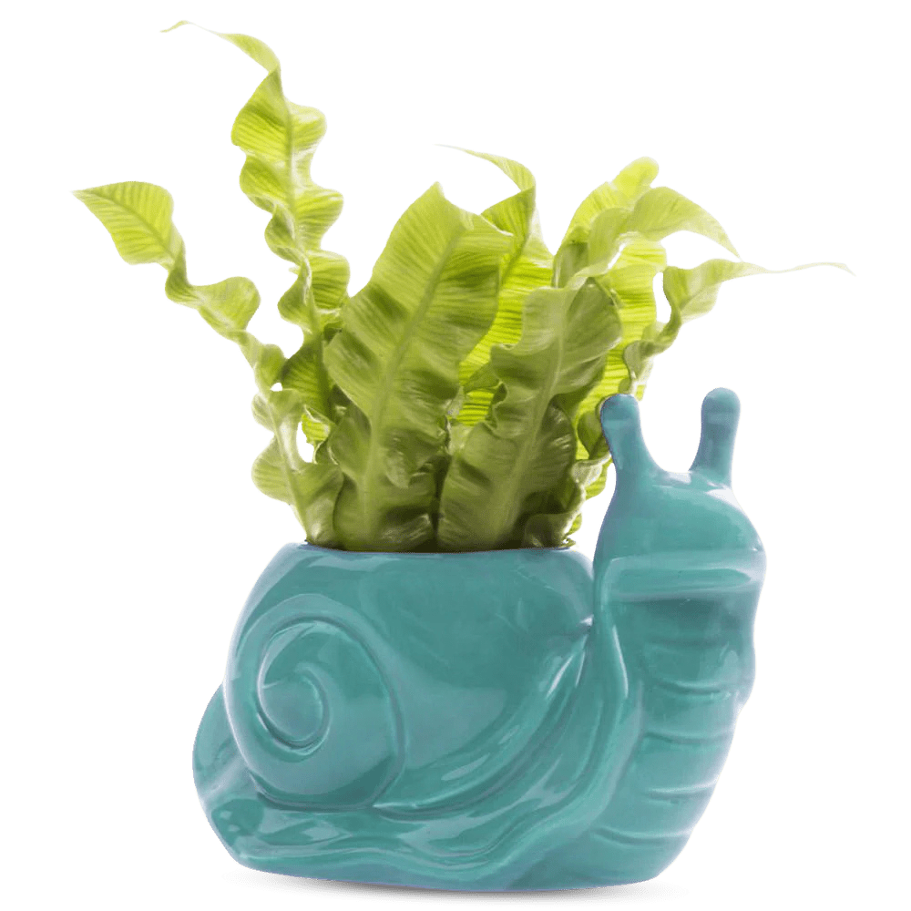 Snail Ceramic Indoor Plant Pot For Succulents - Chive Ceramics Studio - Pots - Chive US