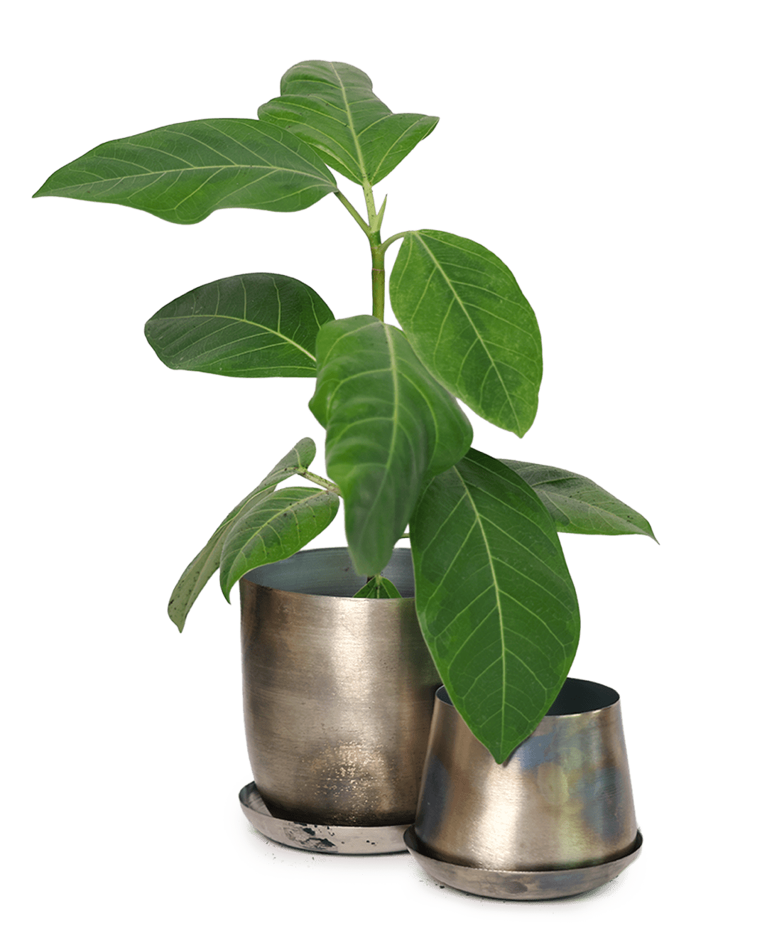 Joe Metal Pot With Drainage Hole | 3 & 5 inch - Chive Ceramics Studio - Pots - Chive Ceramics Studio