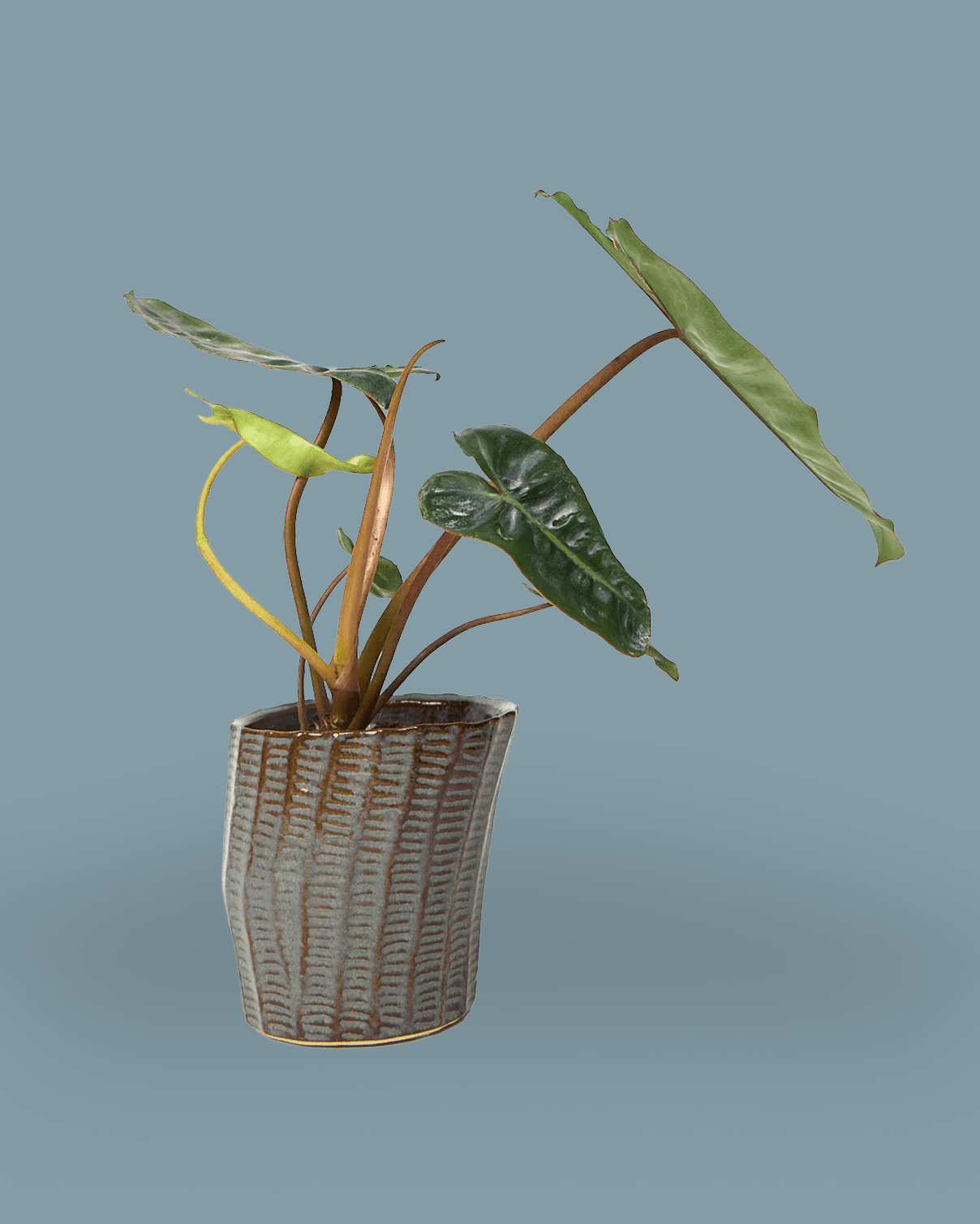 Katakana Ceramic Pot Planter - Chive Ceramics Studio - Pots - Chive Ceramics Studio