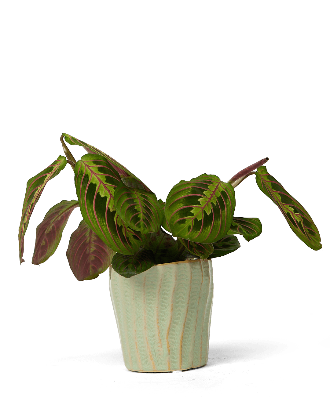 Katakana Ceramic Pot Planter - Chive Ceramics Studio - Pots - Chive Ceramics Studio