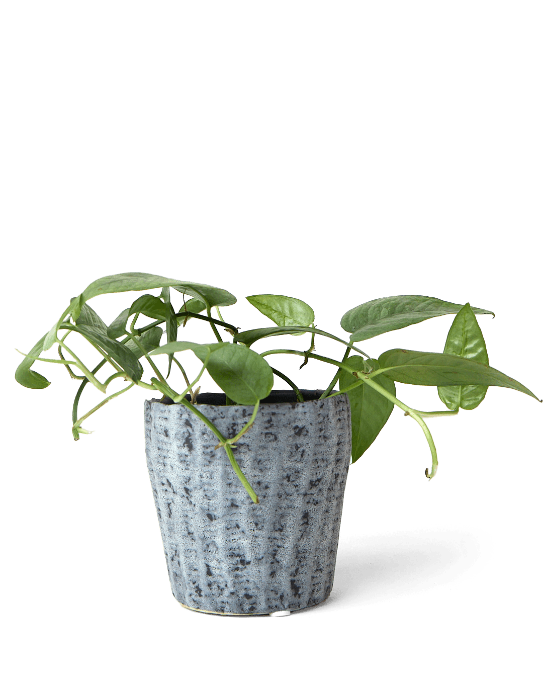 Katakana Ceramic Pot Planter - Chive Ceramics Studio - Pots - Chive Ceramics Studio